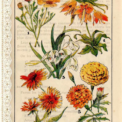 Französische Botanicals I A4
