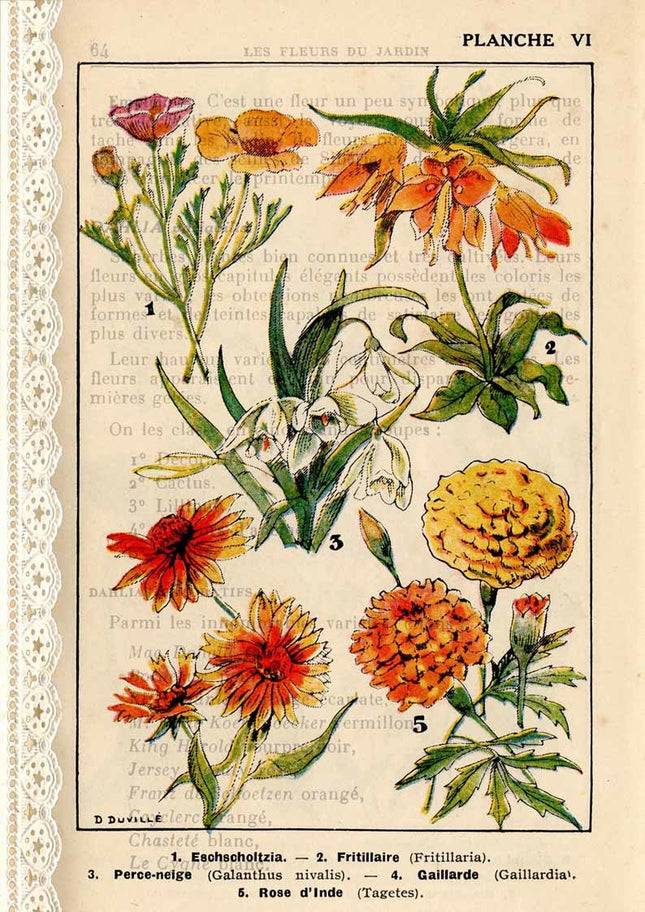 Französische Botanicals I A4
