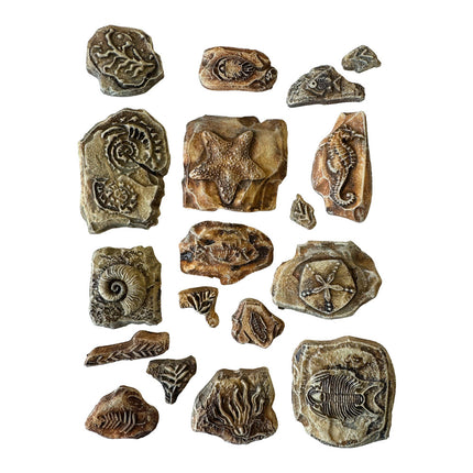 Weiche Form A5 - Silent Sea Fossilien